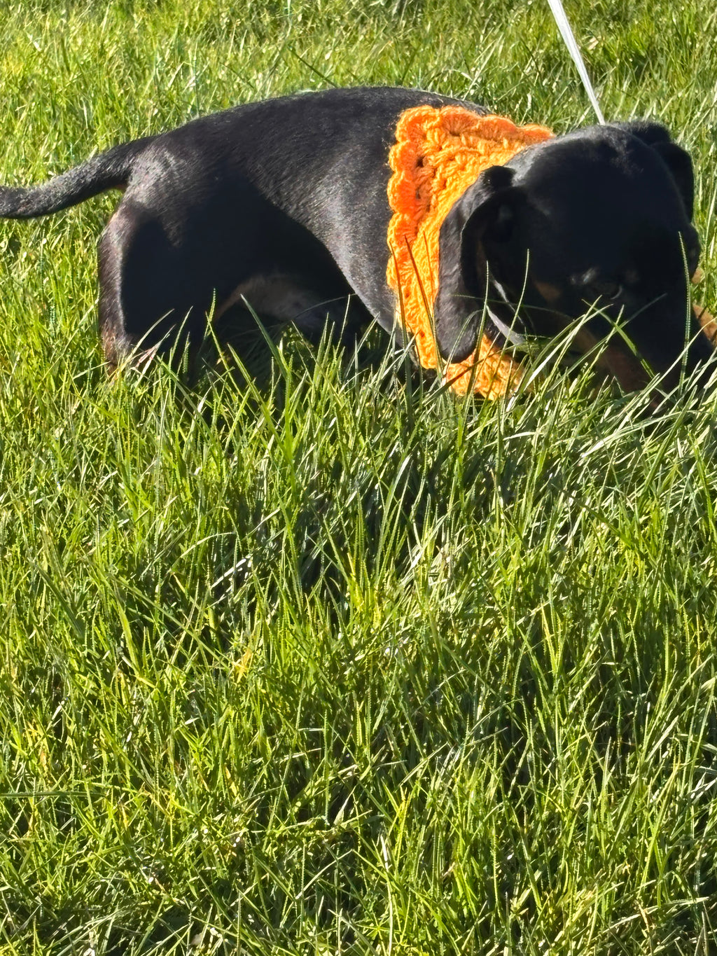Dog bandana